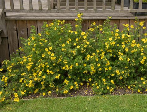 Potentilla Guide: How to Grow & Care for “Shrubby Cinquefoil”