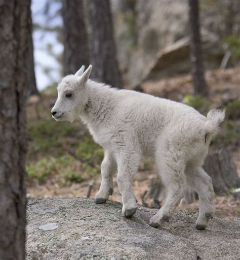 35 best Black Hills Wildlife images on Pinterest | South dakota ...