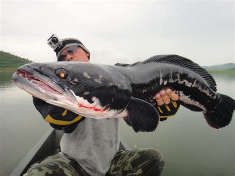 Thailand Giant Snakehead (Toman) And Wild Fishing.: 8KG Massive MAMA Toman! Giant Snakehead ...