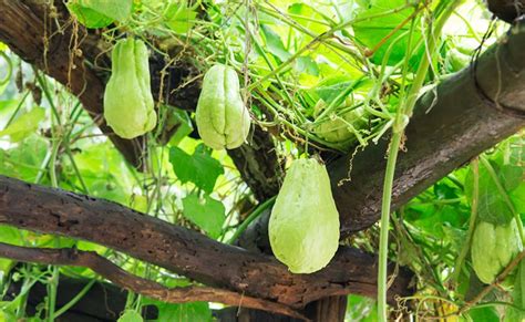 O chuchu (Sechium edule), também conhecido como machucho, caiota ou ...