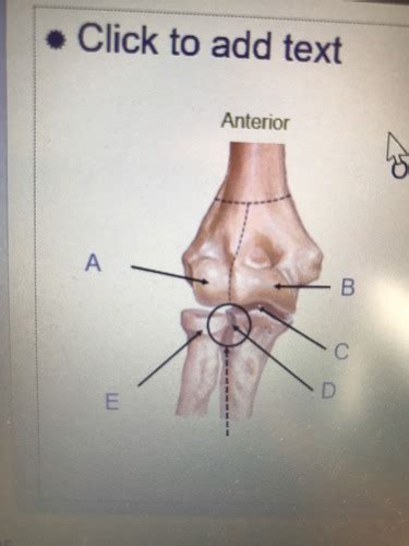 Anatomy of the forearm Flashcards | Quizlet