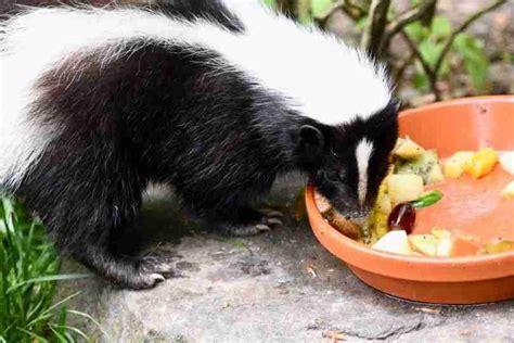 What Do Skunks Eat In The Summer?