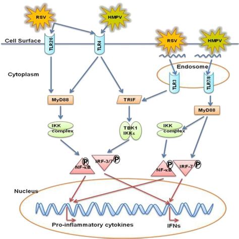 Representative members of Paramyxoviridae gene family and the genomic... | Download Scientific ...