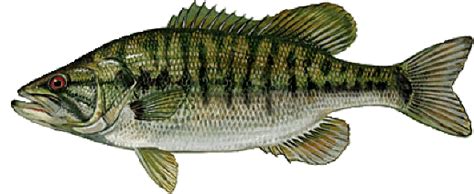 Shoal Bass | Florida Native Fish | Bass Fishing