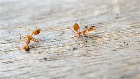 Ants Carrying Eggs Stock Footage Video 4475600 - Shutterstock