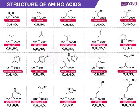 Amino Acids Structure Classification And Function