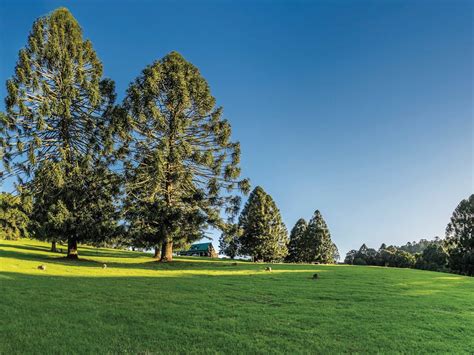 Bunya Mountains National Park - Attraction - Queensland