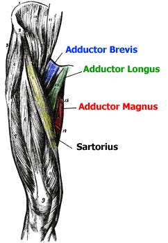 Anatomy of the Adductor Muscles - Adductor Magnus, Adductor Longus ...