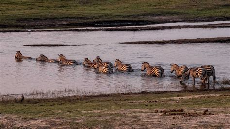 Botswana wildlife - LOUIS MONTROSE PHOTOGRAPHY