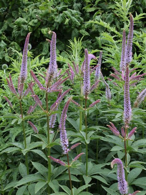 Veronicastrum virginicum Fascination – O'Donal's Nursery