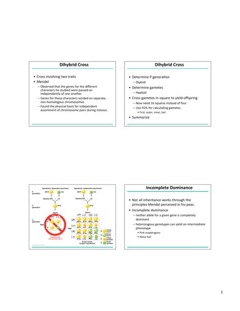 1 Dihybrid Cross Dihybrid Cross Incomplete Dominance