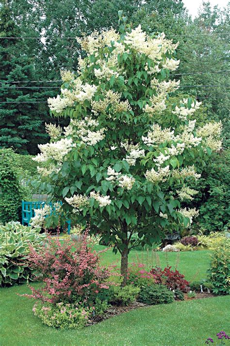 Gary Church: Japanese lilac tree hardy enough to survive in cement | News | ncnewsonline.com