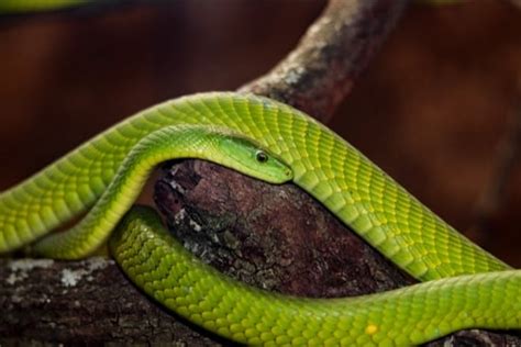 Eastern Green Mamba Species Profile (with Bite and Venom Facts)