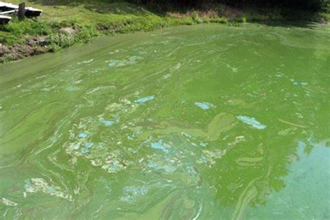 Harmful Algal Blooms - A Toxic Hazard in the Adirondacks