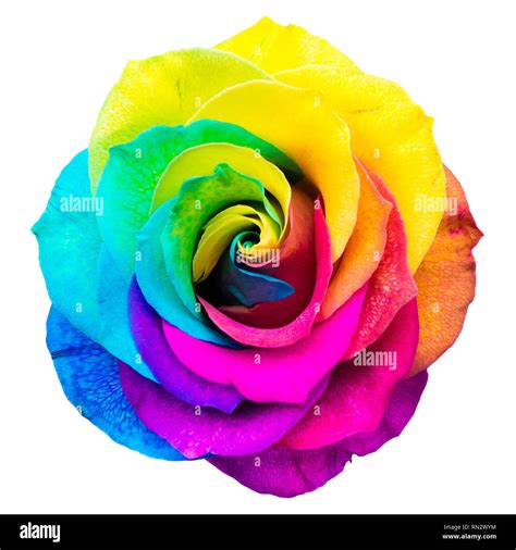 Closeup of a rainbow colored rose in full bloom on a white background ...