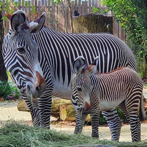 Zebra - Singapore Zoo