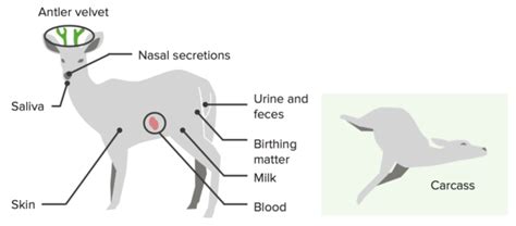 Chronic Wasting Disease (CWD) — Transmission Pathways | Lecturio