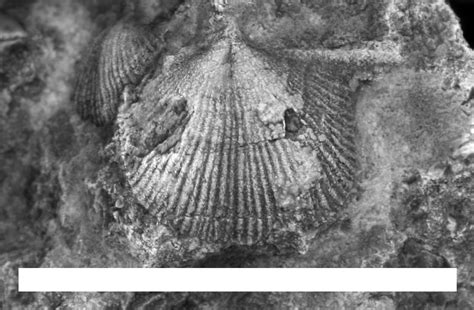 Cambrian brachiopods gallery