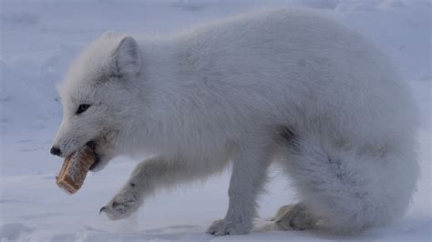 Extreme weather and hunger drove arctic fox to eat abandoned cake - CGTN