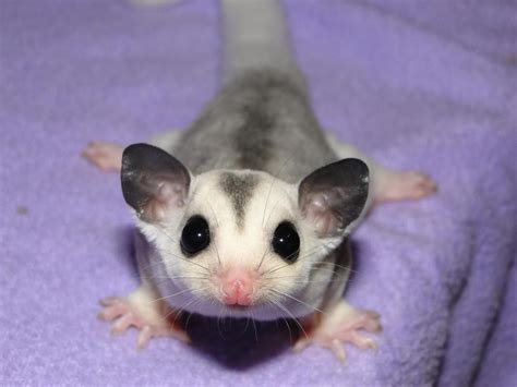 leucistic sugar gliders for sale | White Sugar Glider Glider explorer (With images) | Sugar ...