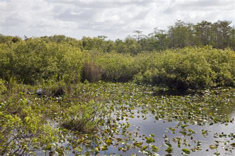 Shrubs, Aquatic Plants, and Water at Anhinga Trail of Everglades National Park | ClipPix ETC ...