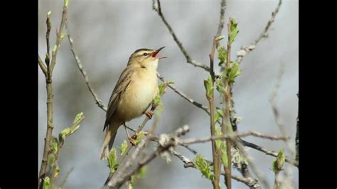 sedge warbler song - YouTube