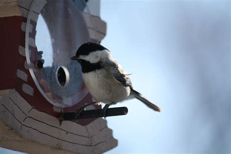 Chickadee in a bird feeder | Bird feeders, Bird, Chickadee