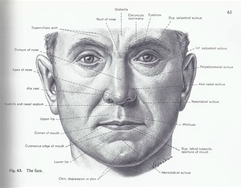 Diagram Of The Human Face