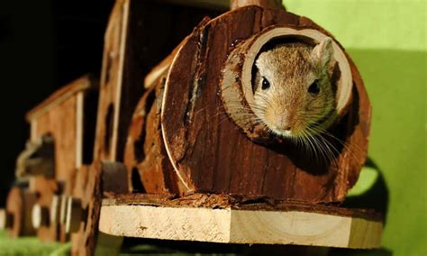 16 Best Gerbil Habitat Accessories to Make Your Gerbil's Cage Perfect ...