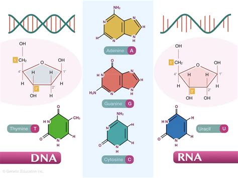 DNA vs RNA: Differences And Similarities