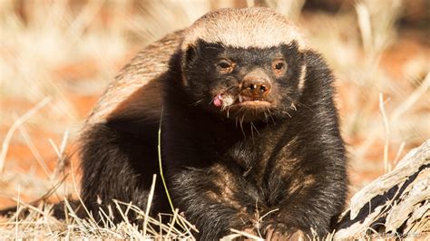 It’s time to figure out just how smart honey badgers really are ...