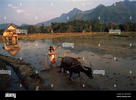 Ox plough hi-res stock photography and images - Alamy