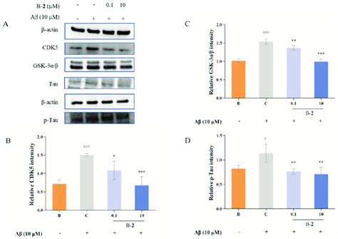 (A) Immunoblotting results of CDK5, GSK−3α/β, Tau and p−Ta. (B) CDK5... | Download Scientific ...