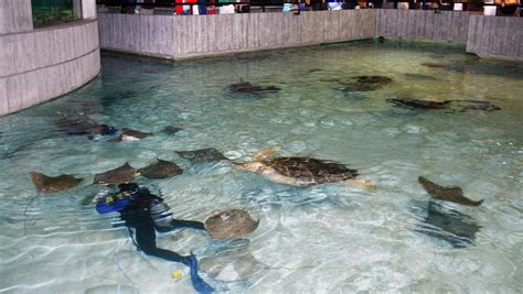 Workers keep watch over National Aquarium