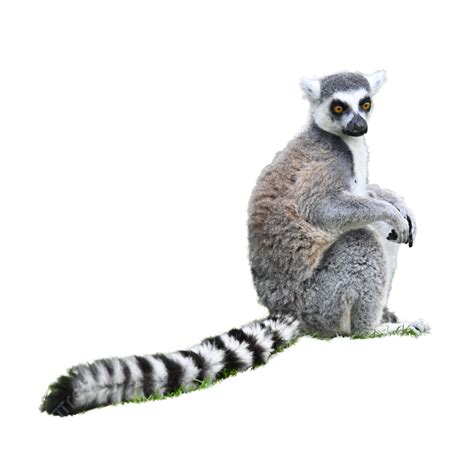 Gray Tail Lemur Mammal, Grey, Tunneous Lemur, Lemur PNG Transparent ...