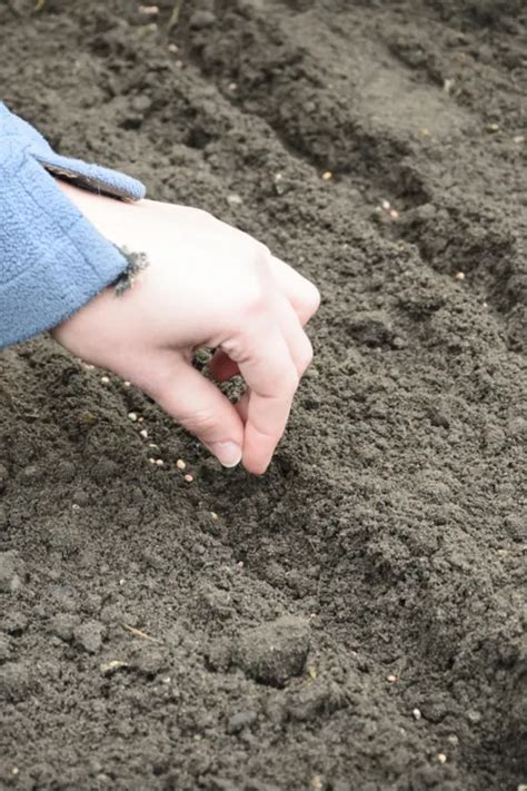 How To Plant Green Onions From Seed - Grow Green Onions With Ease!