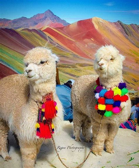 Peruvian Cute Animals - Animals World