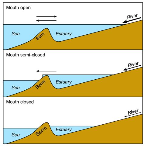 Estuary Diagram For Kids