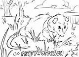 Opossum Coloring Page sketch template