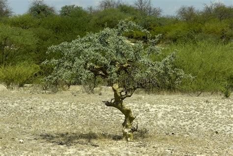 Commiphora myrrha tree. Common myrrh tree, Commiphora myrrha or gum myrrh of the , #ad, #tree, # ...