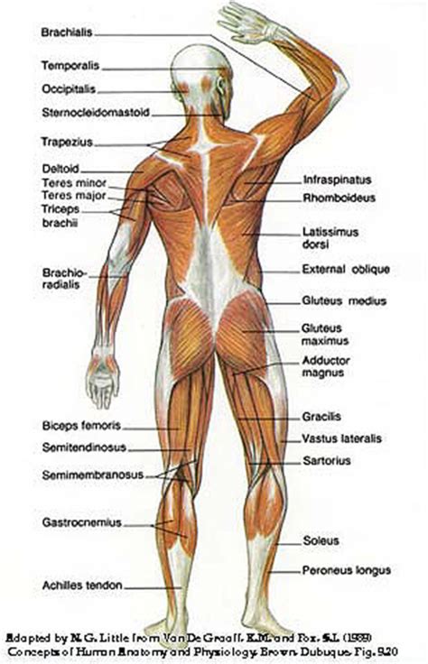 How to Build Strong Back Muscles | HubPages