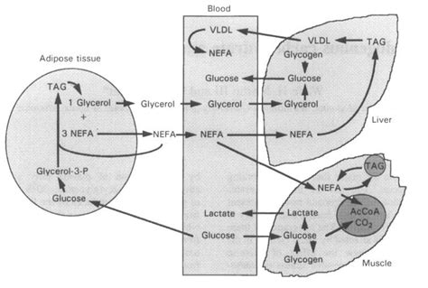 Interrelationships between carbohydrate and lipid metabolism during ...