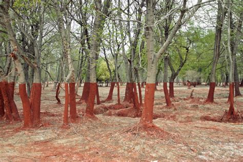 Seriously mindblowing photo of toxic spill damage in Hungary | Grist