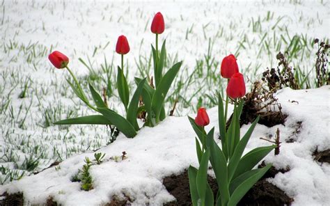 Flowers in Snow Wallpapers - Top Free Flowers in Snow Backgrounds - WallpaperAccess