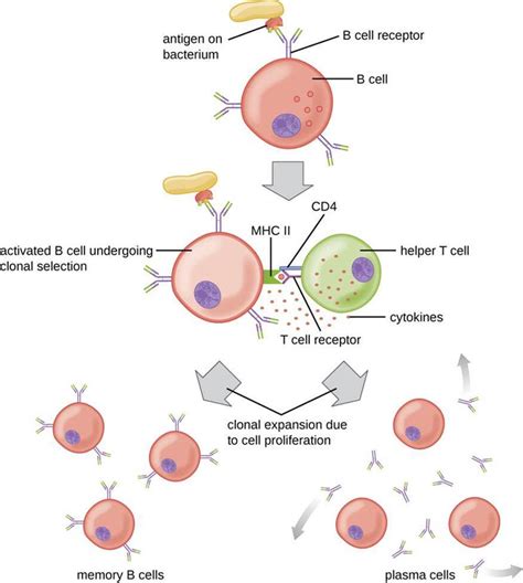 How to Make a Great Antibody