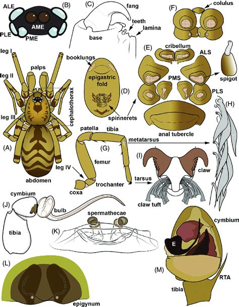 Spider Anatomy Diagram
