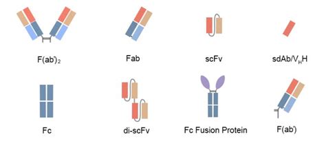 scFv/Fab Construction - Antibody Fragments Expression - DetaiBio