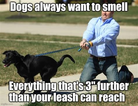 Dog pulling leash Memes - Imgflip