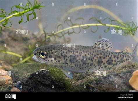 rainbow trout (Oncorhynchus mykiss Stock Photo - Alamy