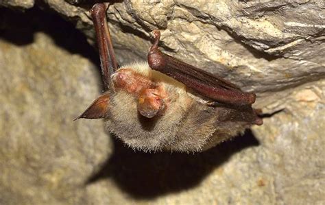 Monmouth County's Helpful Brown Bat Control Guide | Alliance Pest Services